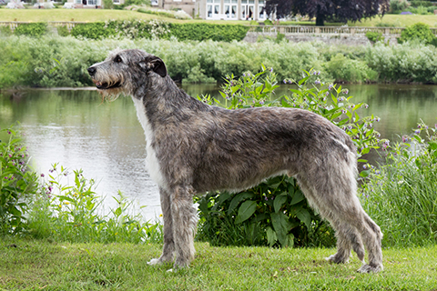 british wolfhound
