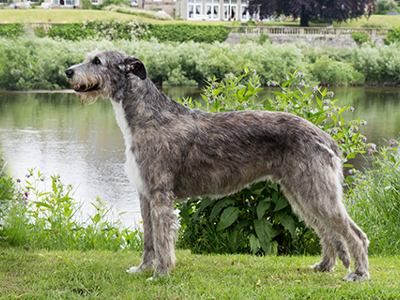 Irish Wolfhound standing