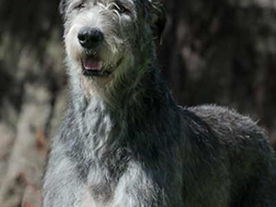 Irish Wolfhound headshot