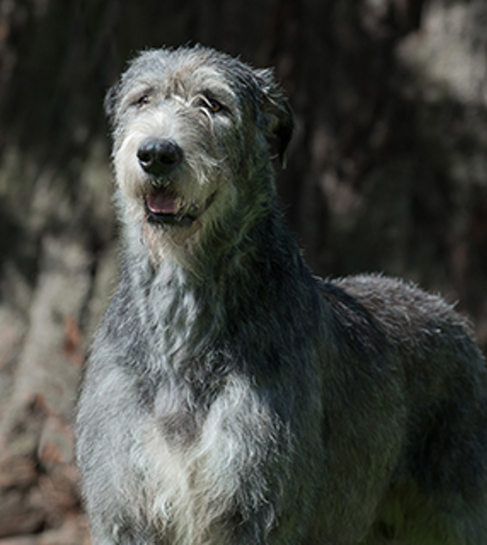 how much does an irish wolfhound cost