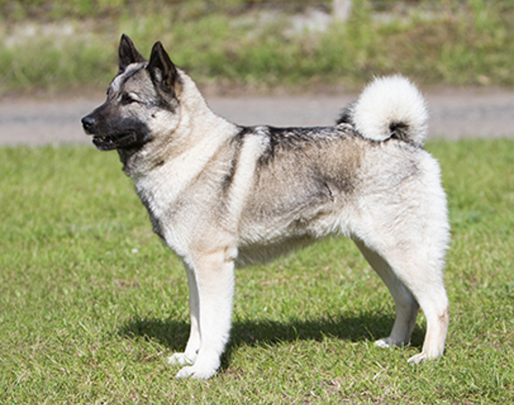 are norwegian elkhounds good with other dogs