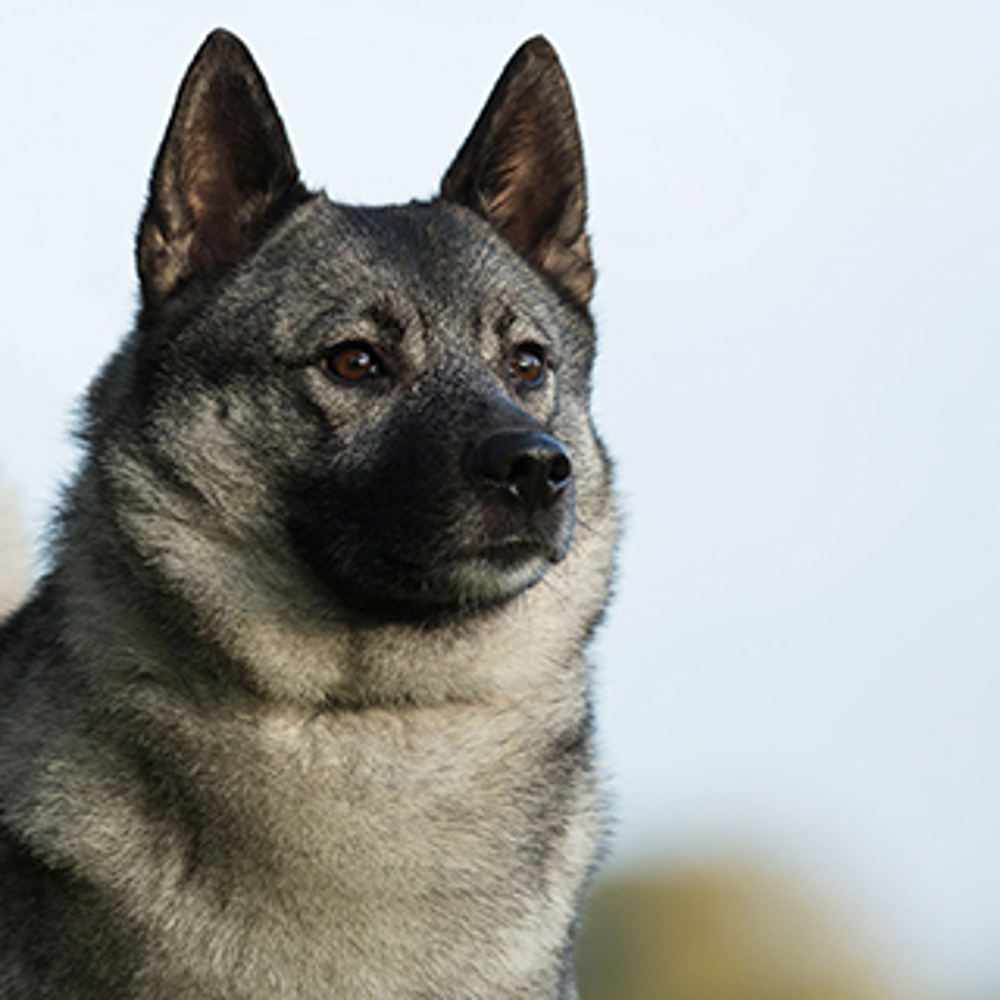 are norwegian elkhounds good with other dogs