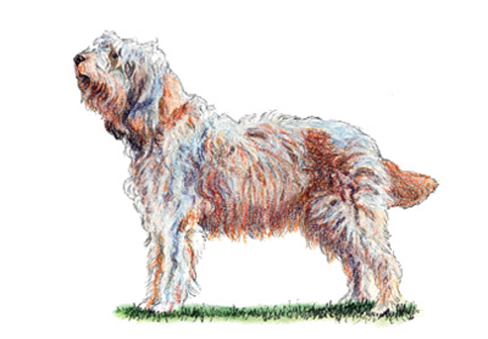 Otterhound illustration