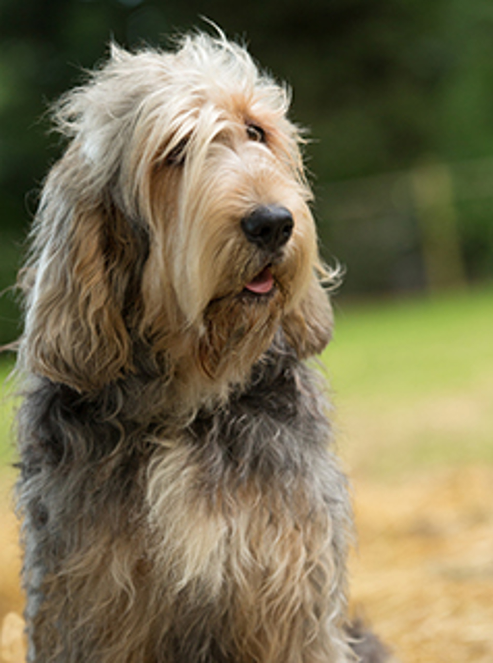 Otterhound Breeds A to Z The Kennel Club