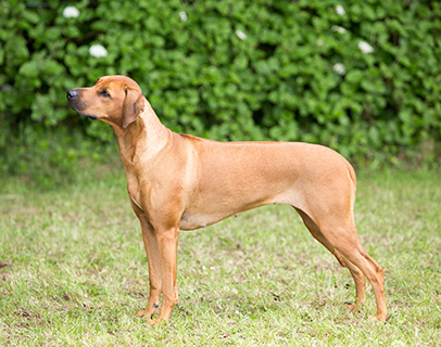 rhodesian ridgeback ridgeback