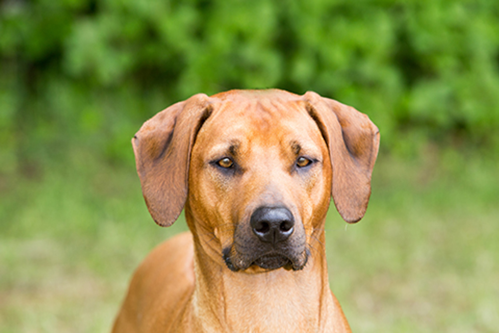 Rhodesian Ridgeback Breeds A To Z The Kennel Club