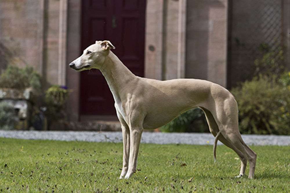 a dog breed called whippet