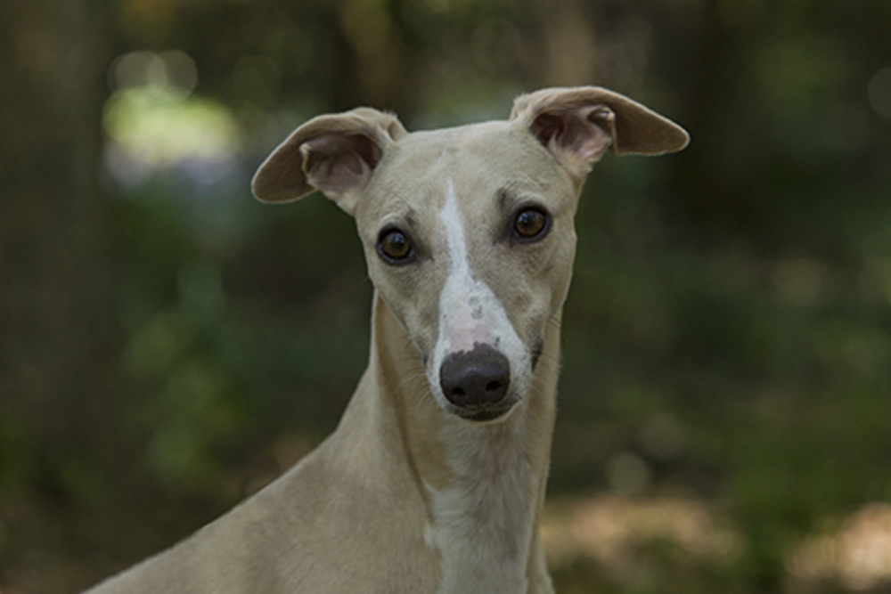 a dog breed called whippet