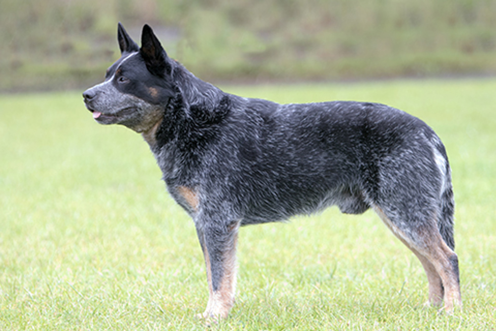 Australian Cattle Dog | Breeds A to Z | The Kennel Club