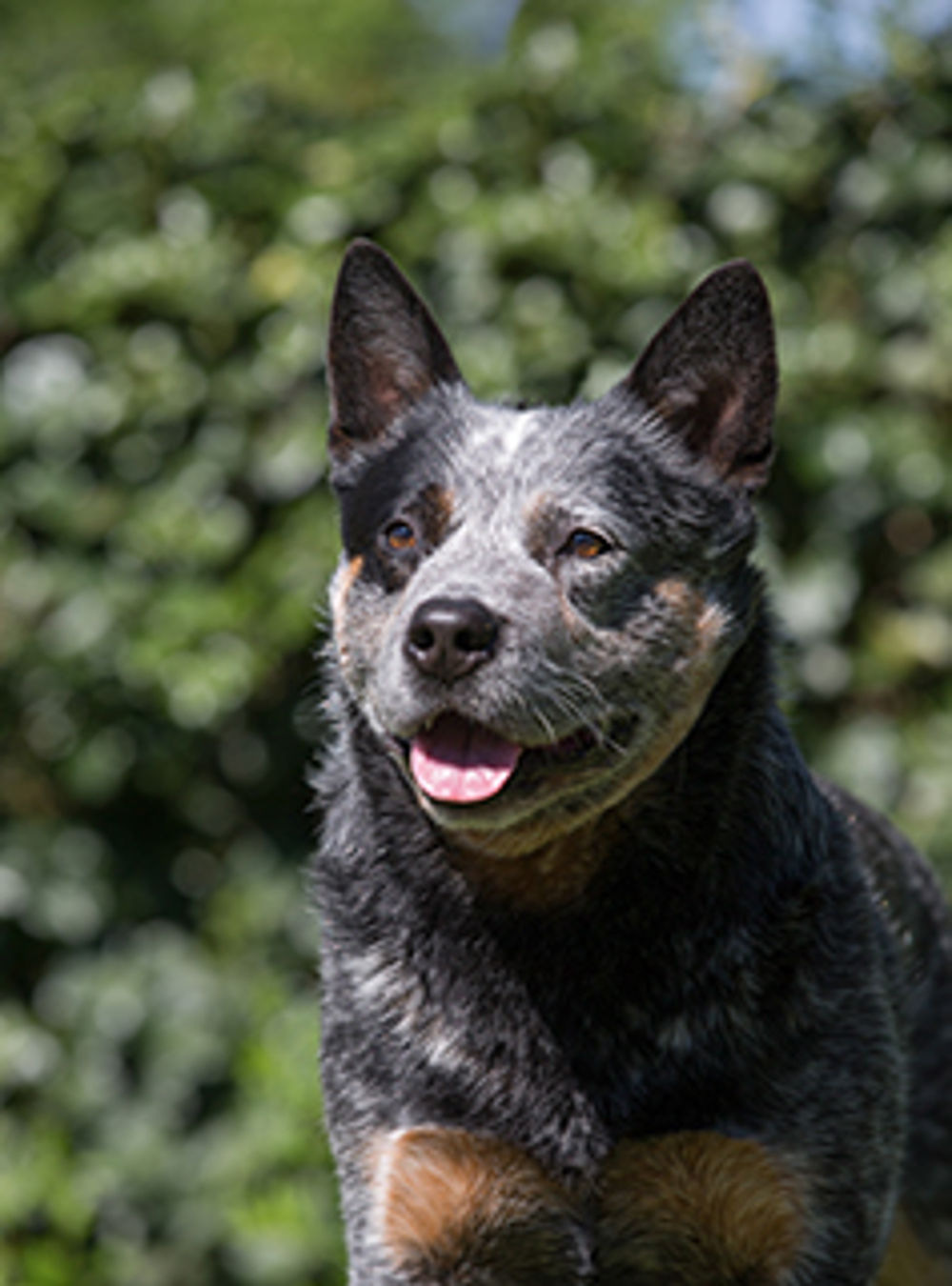 Australian Cattle Dog | Breeds A to | The Club
