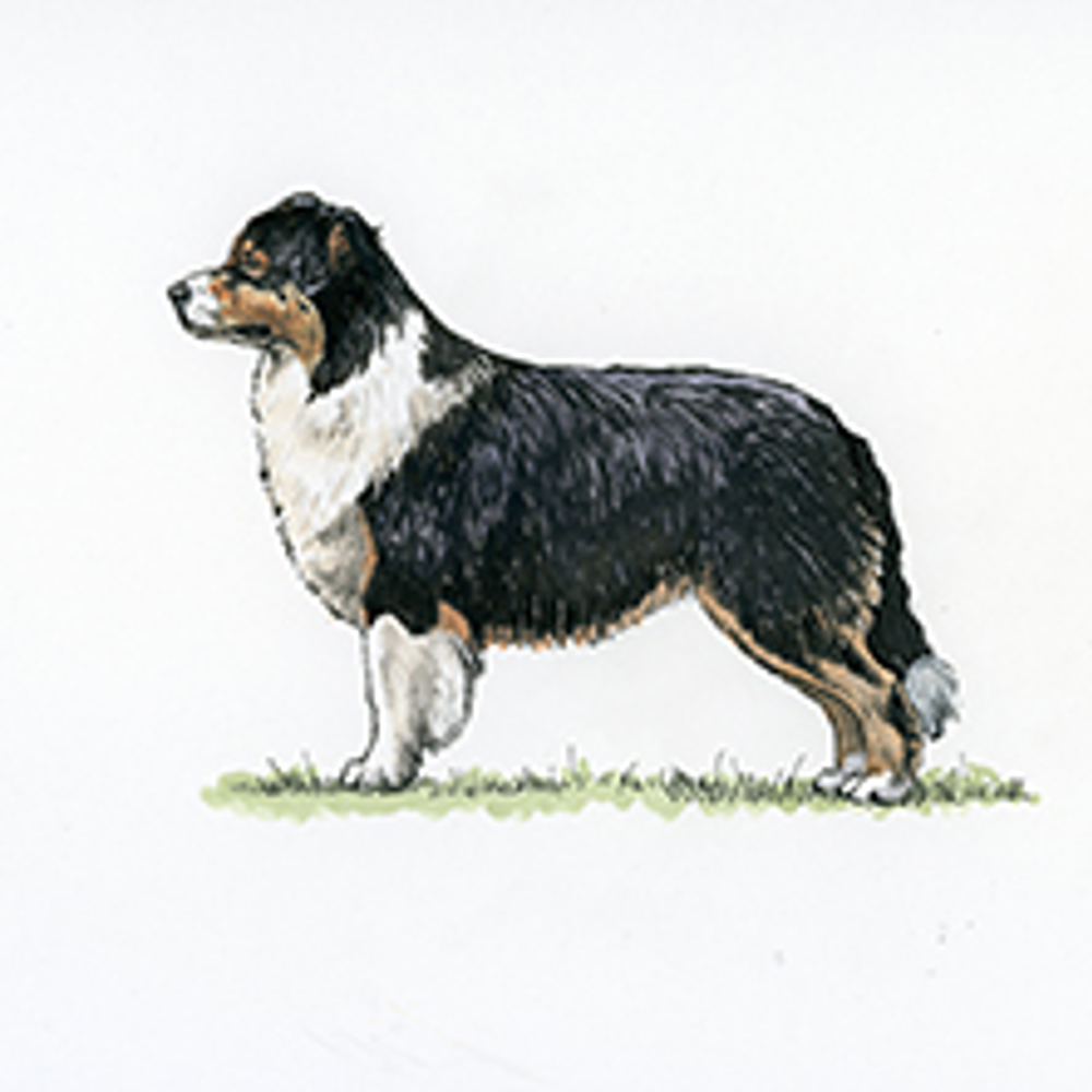 Australian Shepherd illustration