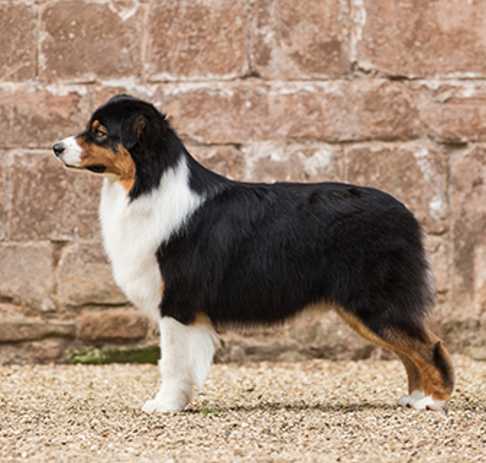 Australian Shepherd | Breeds A to | The Kennel