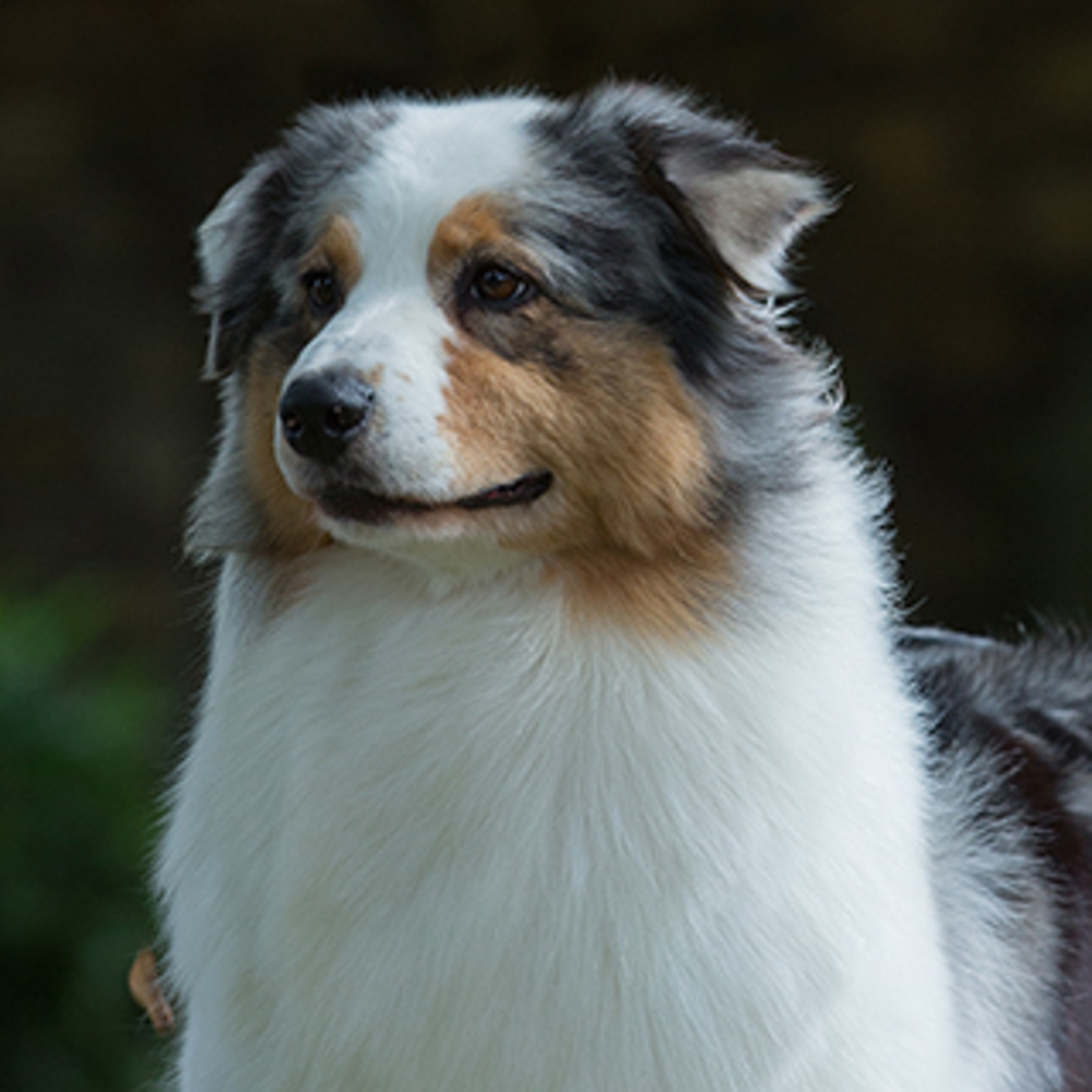 Australian Shepherd | Breeds A Z Kennel Club