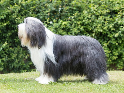 Bearded Collie standing