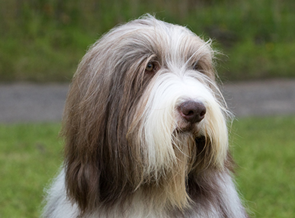 Bearded Collie Breed Information Vetstreet atelieryuwa.ciao.jp