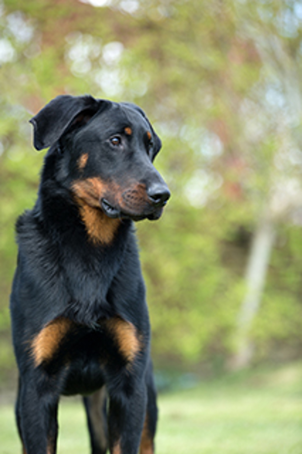 Beauceron Breeds A To Z The Kennel Club