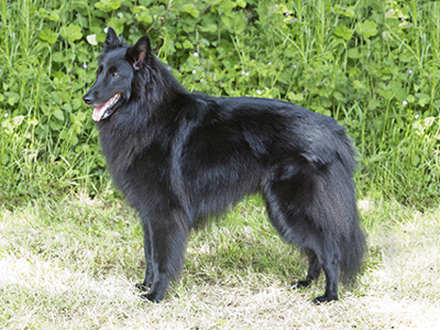 Belgian Shepherd Dog (Groenendael) standing