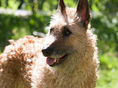 Belgian Shepherd Dog (Laekenois) headshot