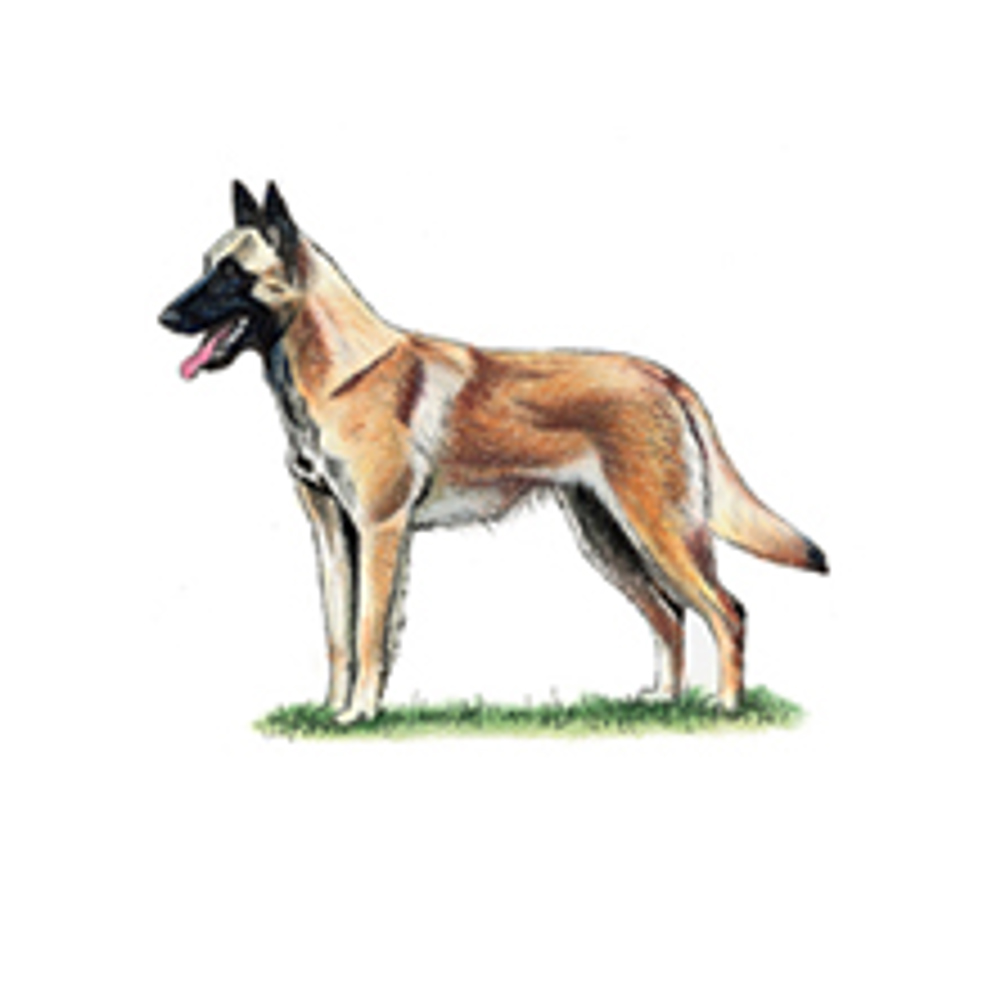 Belgian Shepherd Dog (Malinois) illustration