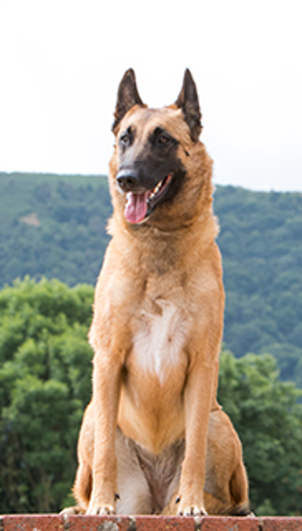 Belgian Shepherd Dog Malinois Breeds A Z Kennel Club