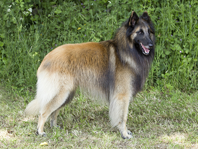 Belgian Shepherd Dog (Tervueren) standing