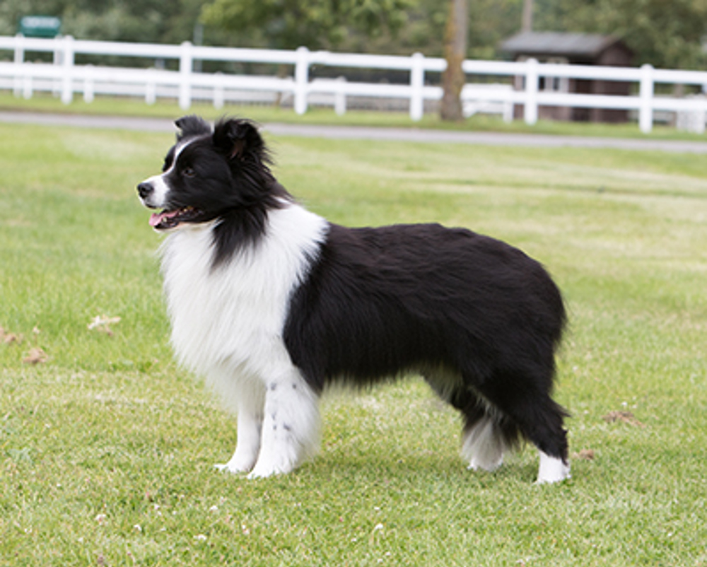 Is A Border Collie Considered A Large Breed Dog
