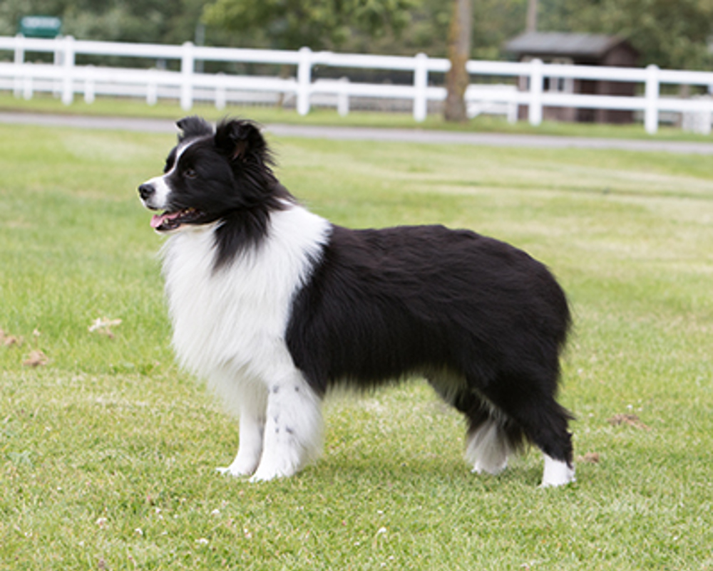 do all border collies have long hair