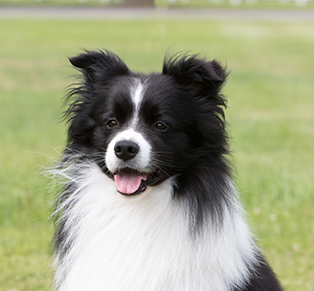 Border Collie | Breeds A to Z | The 