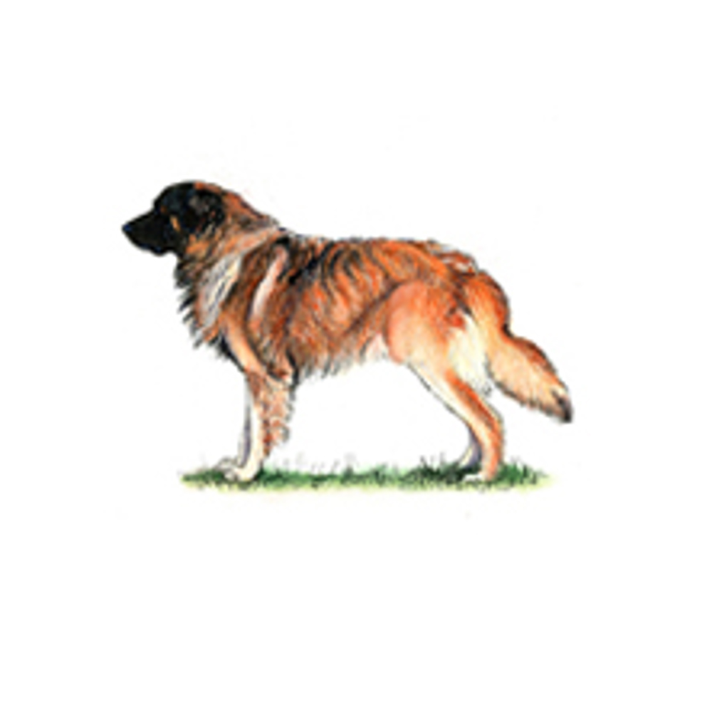 Estrela Mountain Dog | Breeds A to Z | The Kennel Club