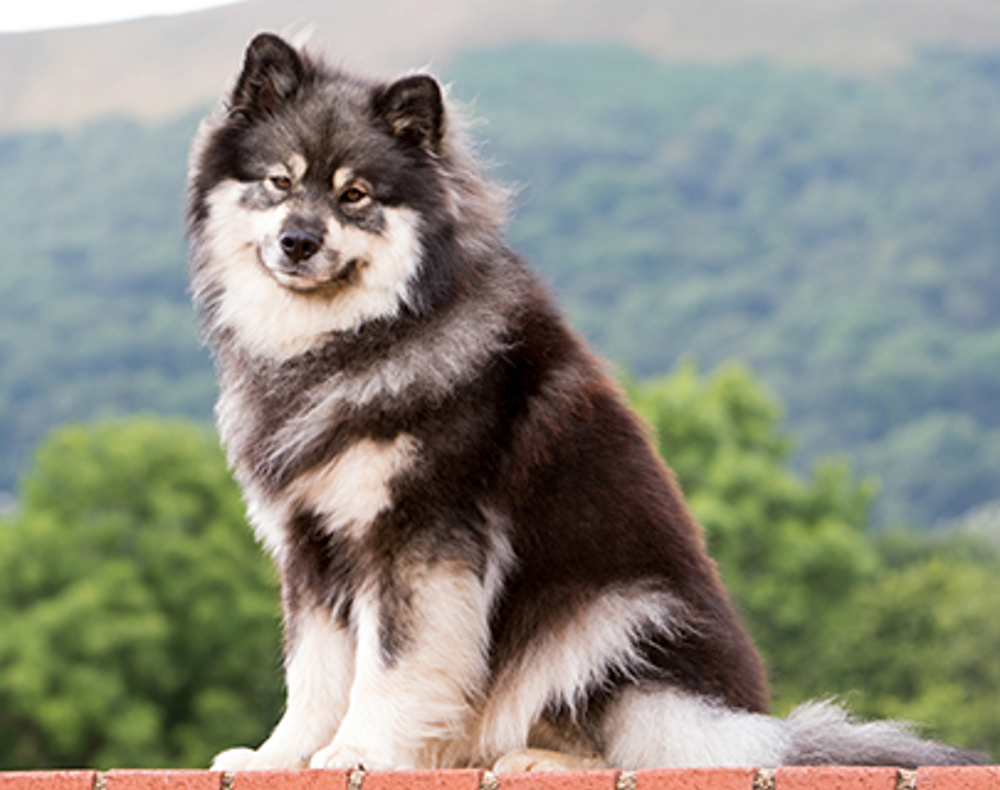 Finnish Lapphund | Breeds A to Z | The Kennel Club