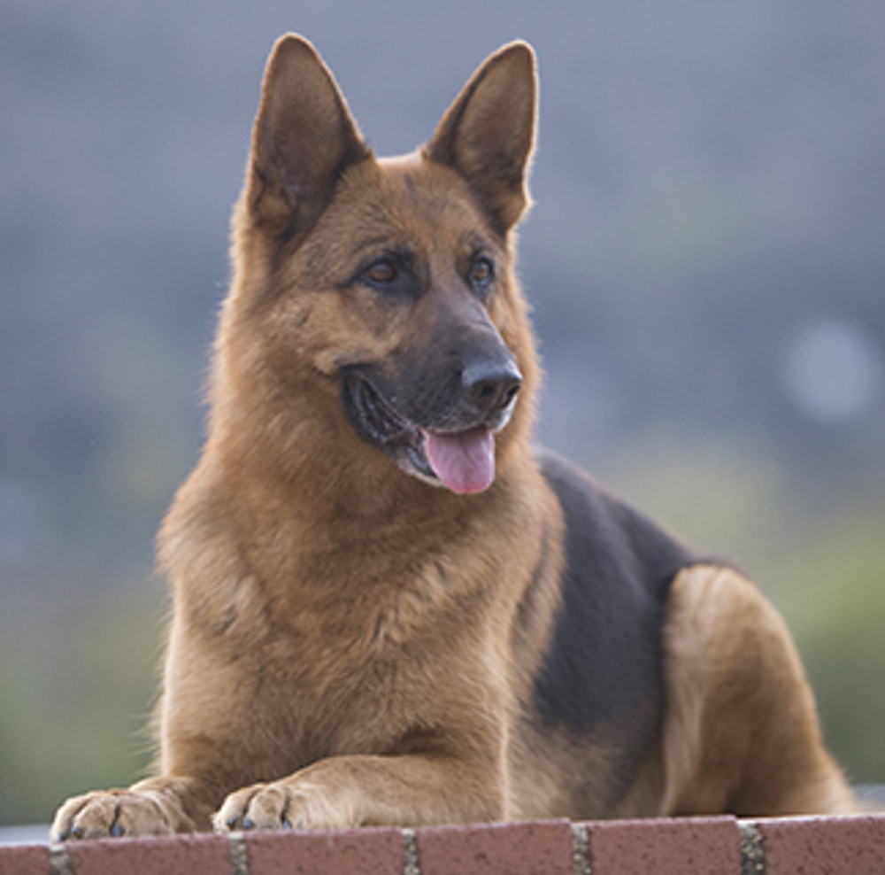 how to pick the best german shepherd puppy