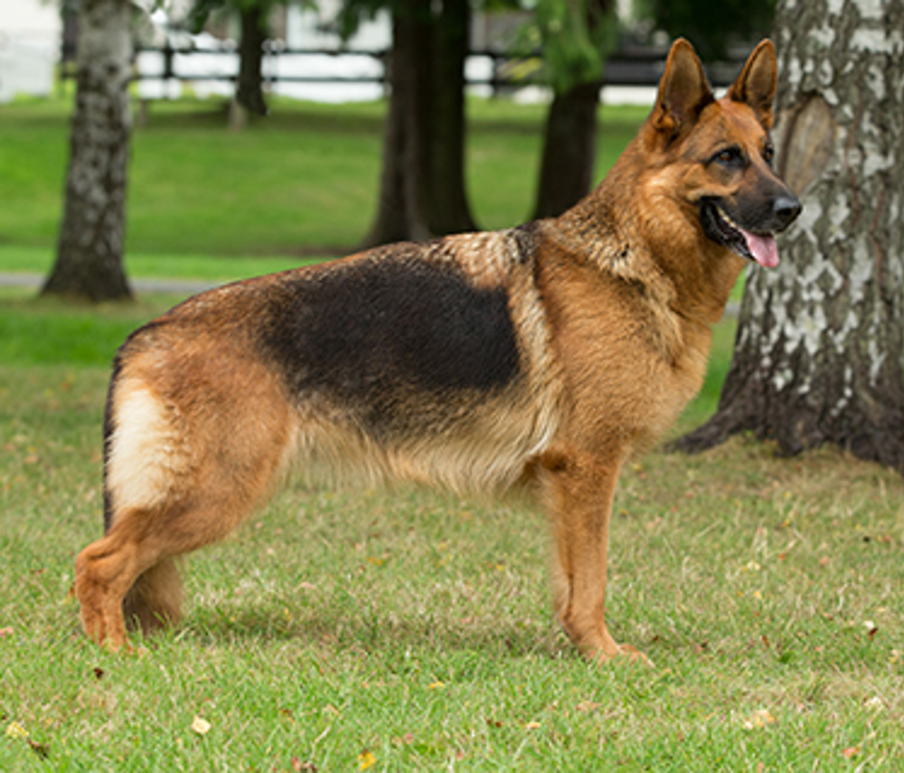 how to know german shepherd original breed