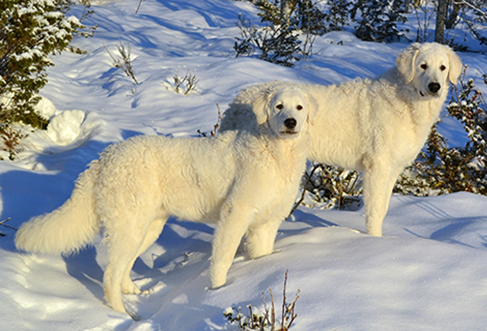 Hungarian Kuvasz | Breeds A to Z | The Kennel Club