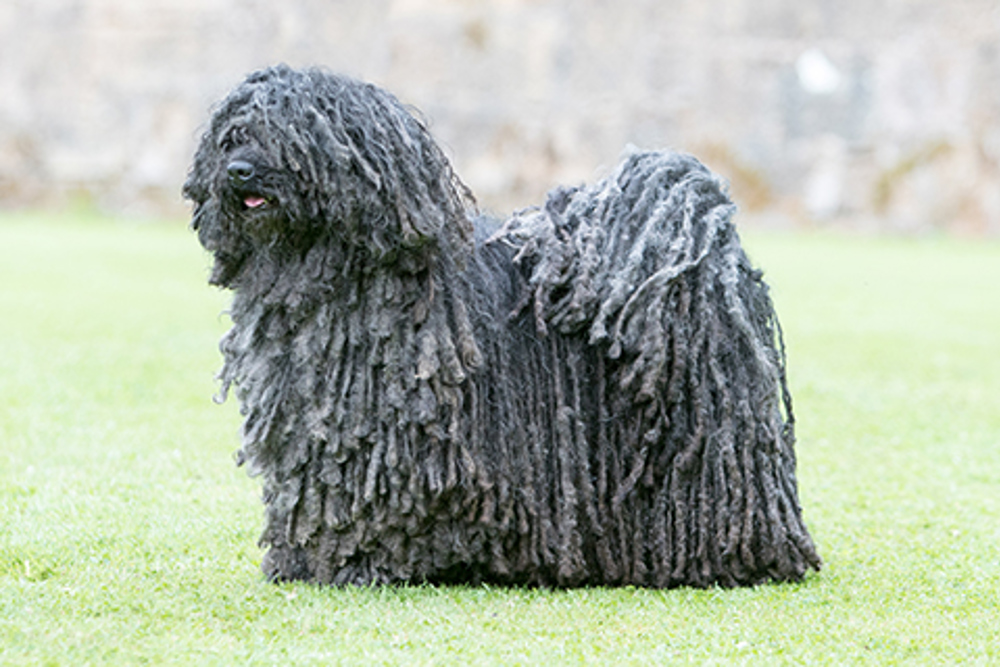 Hungarian Puli | Breeds A to Z | The Kennel Club