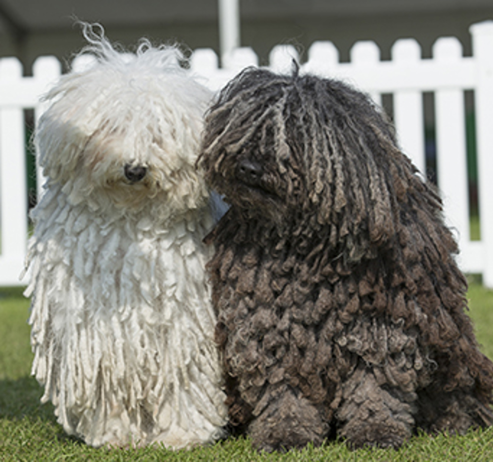 Hungarian Puli | Breeds A to Z | The Kennel Club