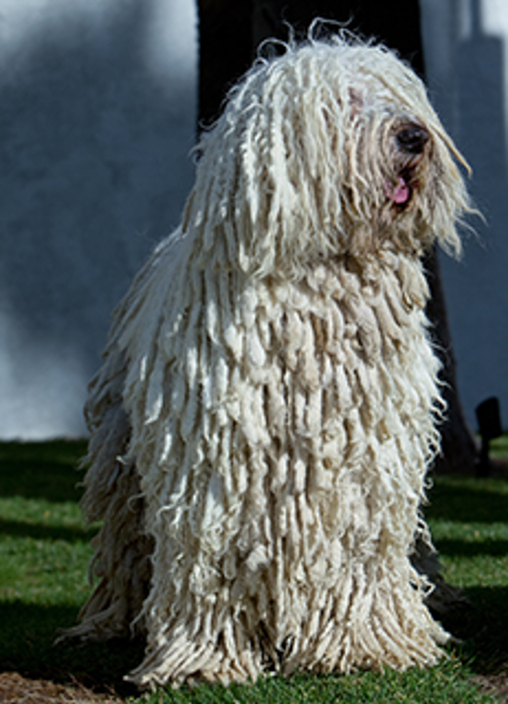Komondor | Breeds A to Z | The Kennel Club