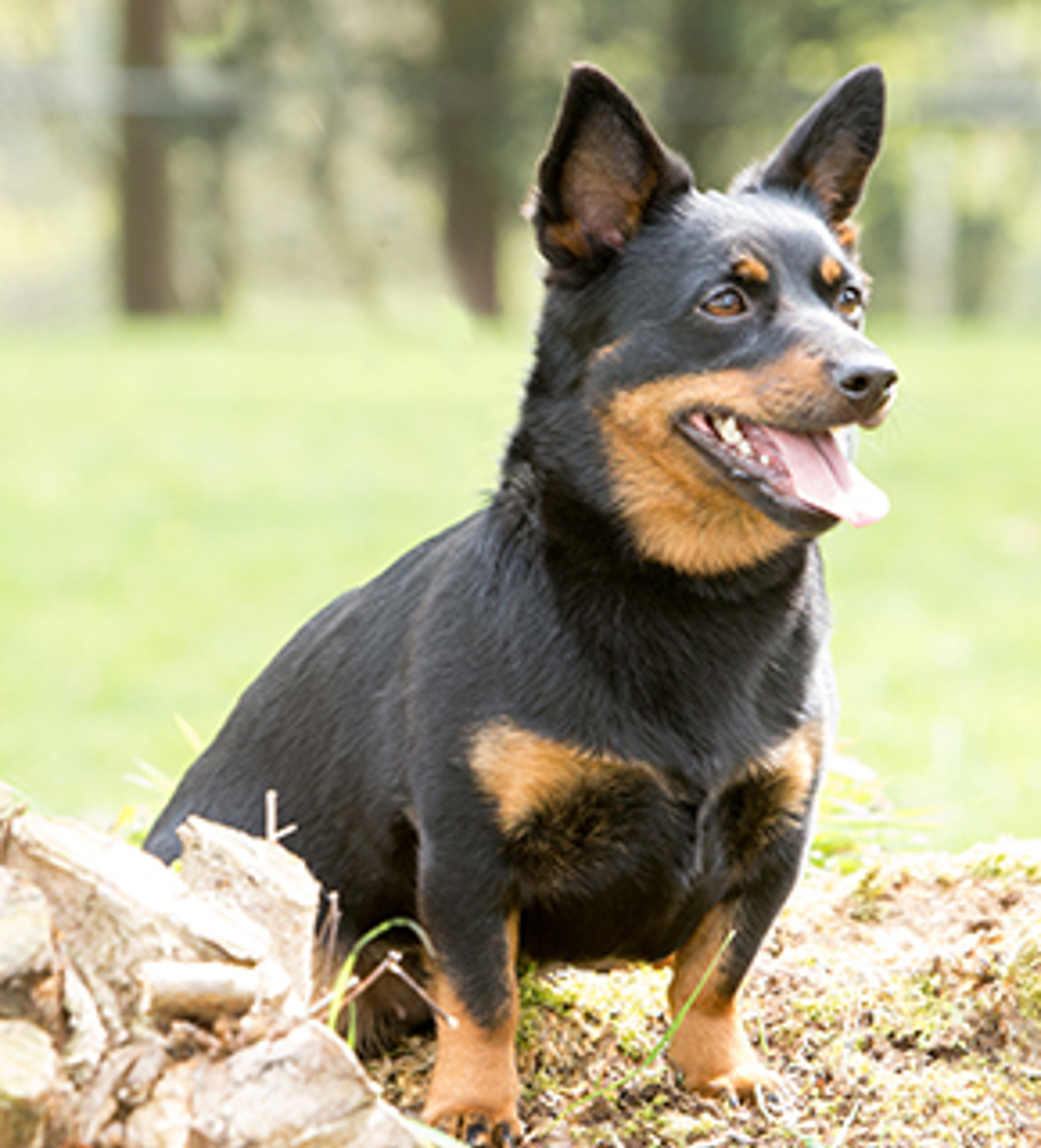 are lancashire heelers good dogs