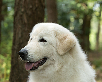 maremma puppies for sale