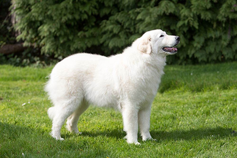 Maremma Sheepdog | Breeds A to Z | The Kennel Club