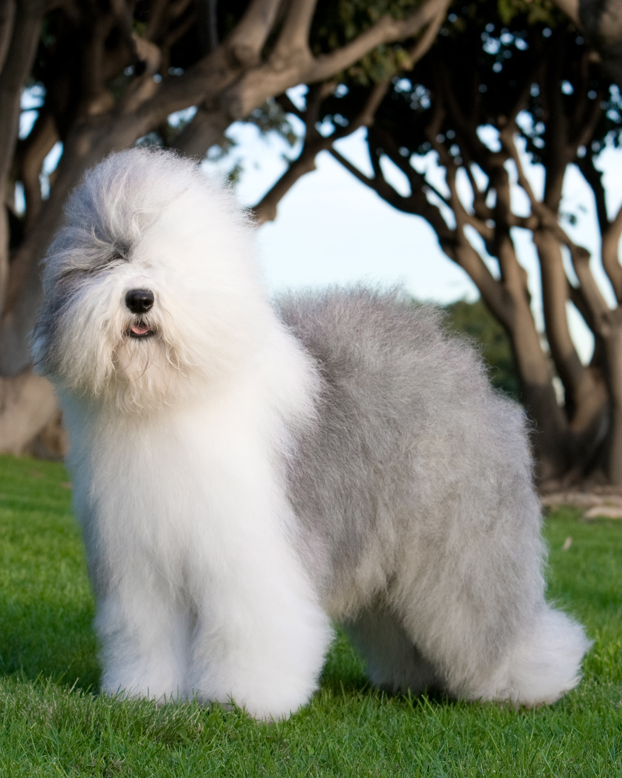 Old English Sheepdog Breeds A To Z The Kennel Club