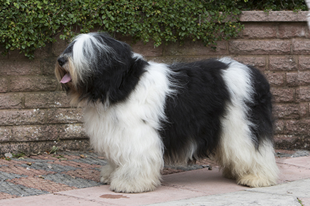 Polish Lowland Sheepdog Breeds A To Z The Kennel Club