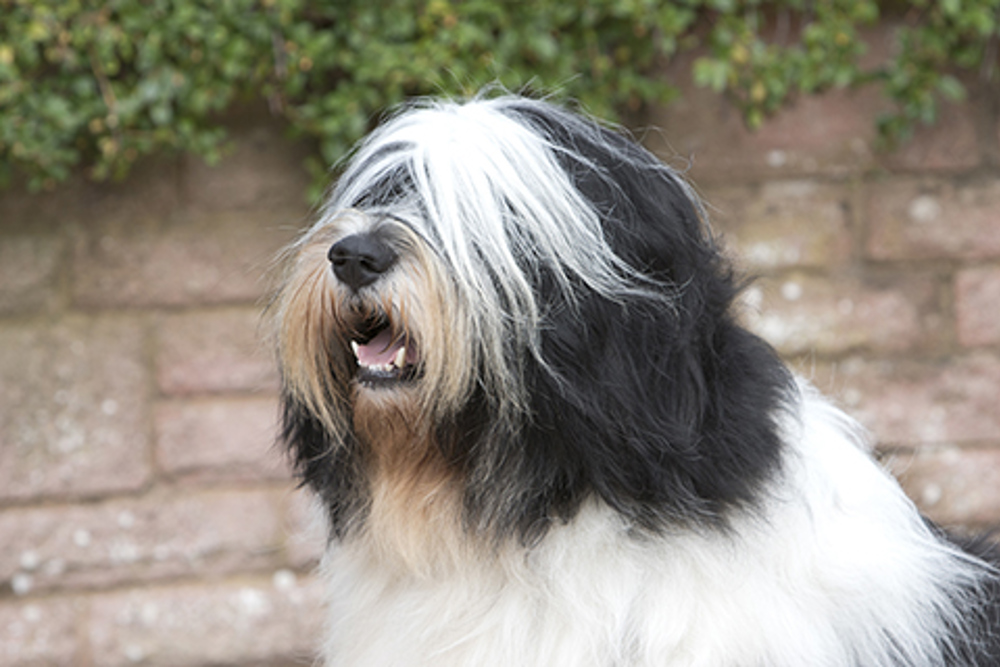 Polish Lowland Sheepdog Breeds A To Z The Kennel Club