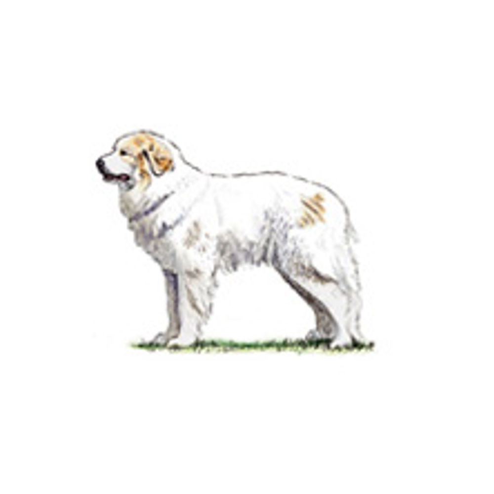 Pyrenean Mountain Dog illustration