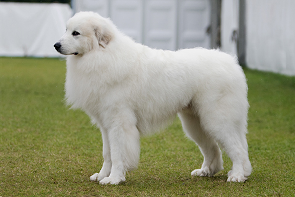 Pyrenean Mountain Dog | Breeds A to Z | The Kennel Club
