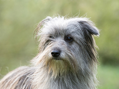 Pyrenean Sheepdog Long Haired headshot