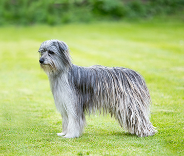 pyrenean sheepdog long haired