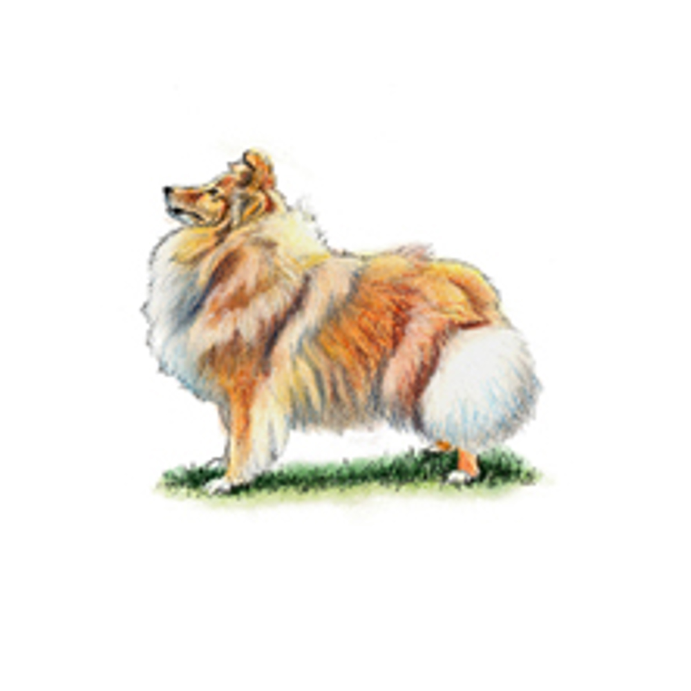 Shetland Sheepdog illustration