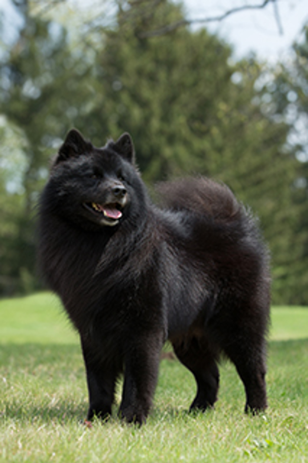 Swedish Lapphund Puppy