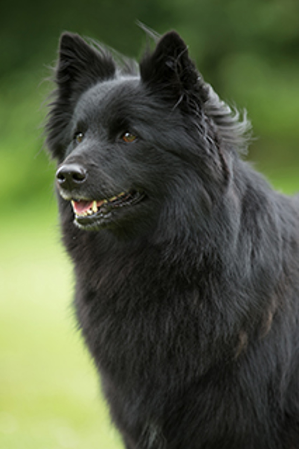 Swedish Lapphund Breeds A to Z The Kennel Club