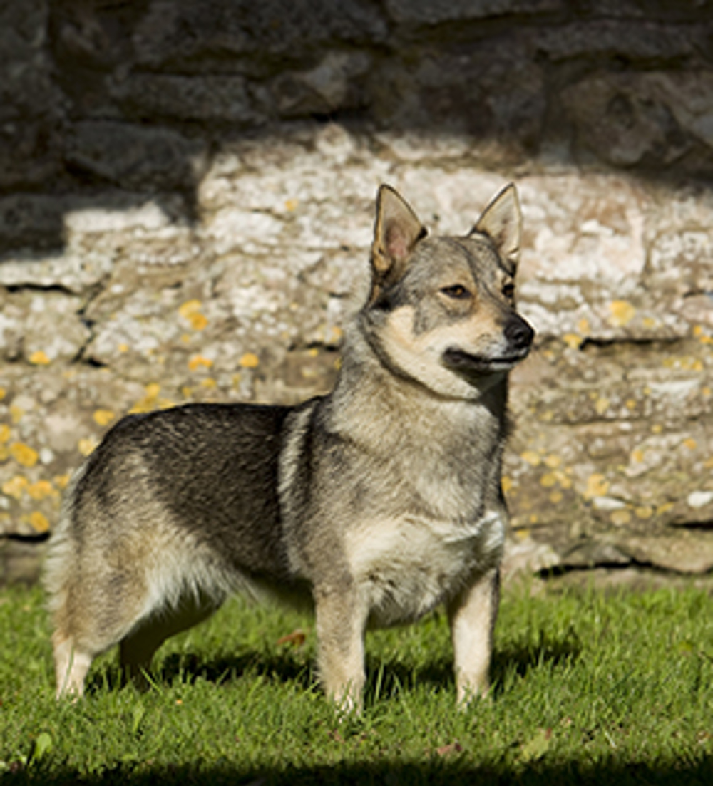 Swedish Vallhund Breeds A To Z The Kennel Club